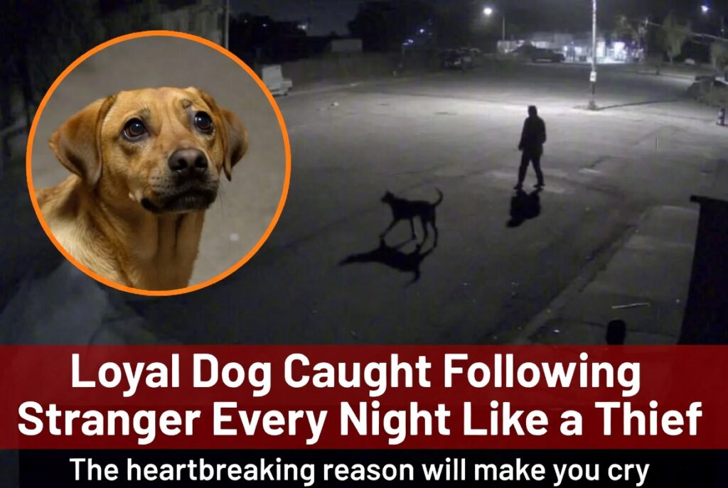 Loyal Dog Caught Following Stranger Every Night Like a Thief – The Heartbreaking Reason Will Make You Cry