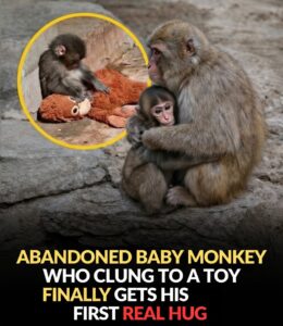 Abandoned Baby Monkey Clung to Toy for Survival – Finally Gets First Real Hug in Costa Rica Sanctuary: The Full Heartwarming Story