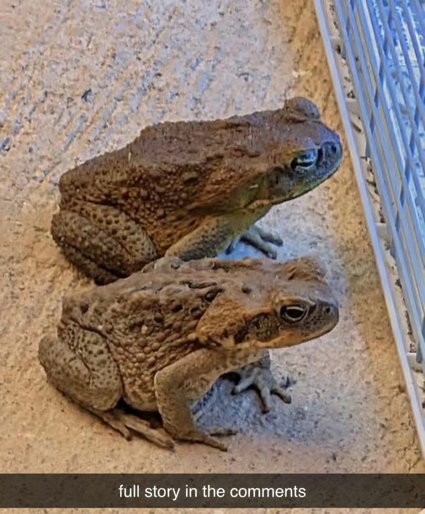 Toad Entering Your Home – Secret Meaning and Family Legacy It Brings