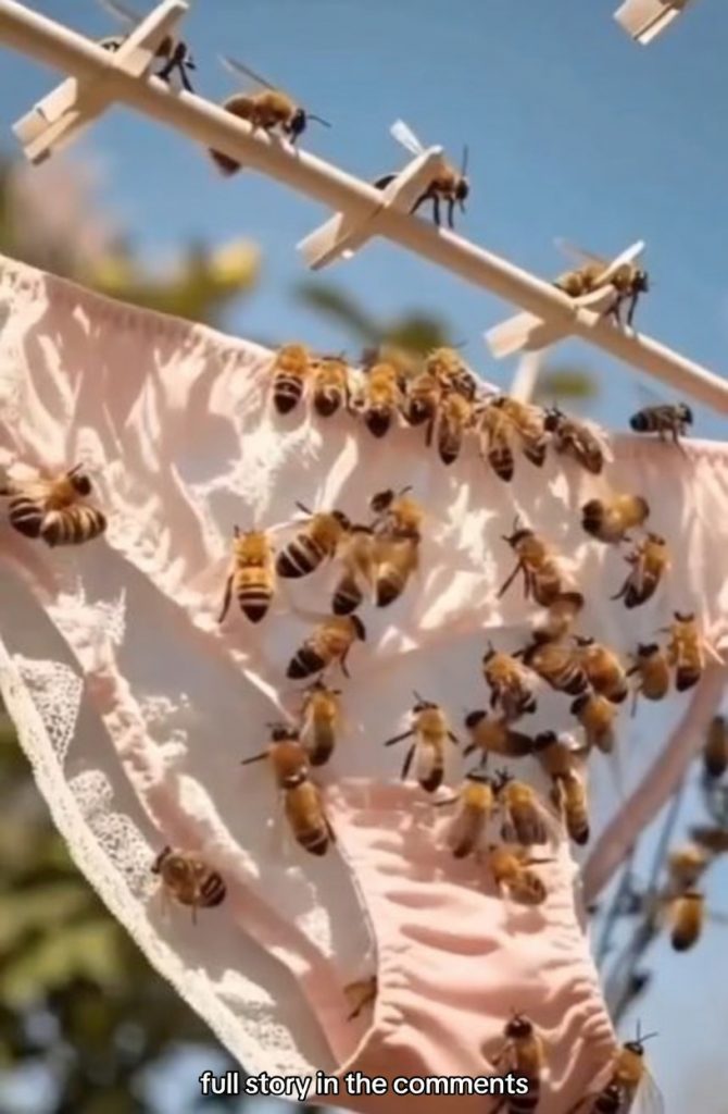 Why Bees Swarm Your Hanging Clothes – What’s Really Happening