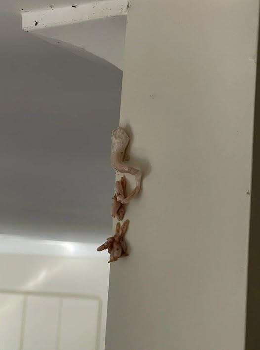 That Small Pink Patch On The Wall Seemed Minor Until I Looked Closer – The Shocking Discovery That Could Quietly Threaten Your Retirement Savings And Grandchildren’s Future