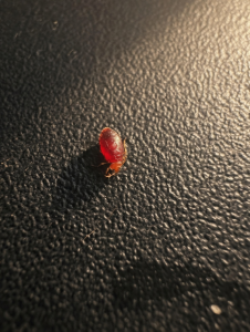 Unexpected Creatures In Your Car – Understanding Small Desert Arthropods And The Shocking Discovery That Could Quietly Threaten Your Retirement Savings And Grandchildren’s Future