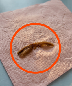 I Came Across This In My Girlfriend’s Bathroom And Stared At It For An Hour — I Still Had No Idea What It Was Supposed To Be – The Harmless Truth That Could Quietly Protect Your Retirement Savings And Grandchildren’s Future