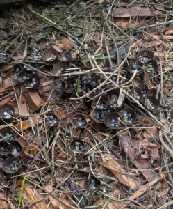 Tiny Nests In The Garden The Surprising Discovery That Revealed A Hidden World Beneath Our Feet