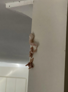 That Small Pink Patch On The Wall Seemed Minor Until I Looked Closer