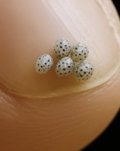 We Ordered A Salad Then Noticed Something Unusual A Calm Practical Look At An Unexpected Dining Experience