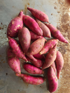 Sweet Potatoes A Nutritious Choice But Not Ideal For Everyone