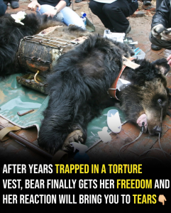 From Hell To Happiness The Heartbreaking Transformation Of A Bear Trapped In A Metal Torture Device