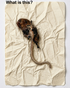 The Midnight Discovery That Turned Into A Lesson On Fear