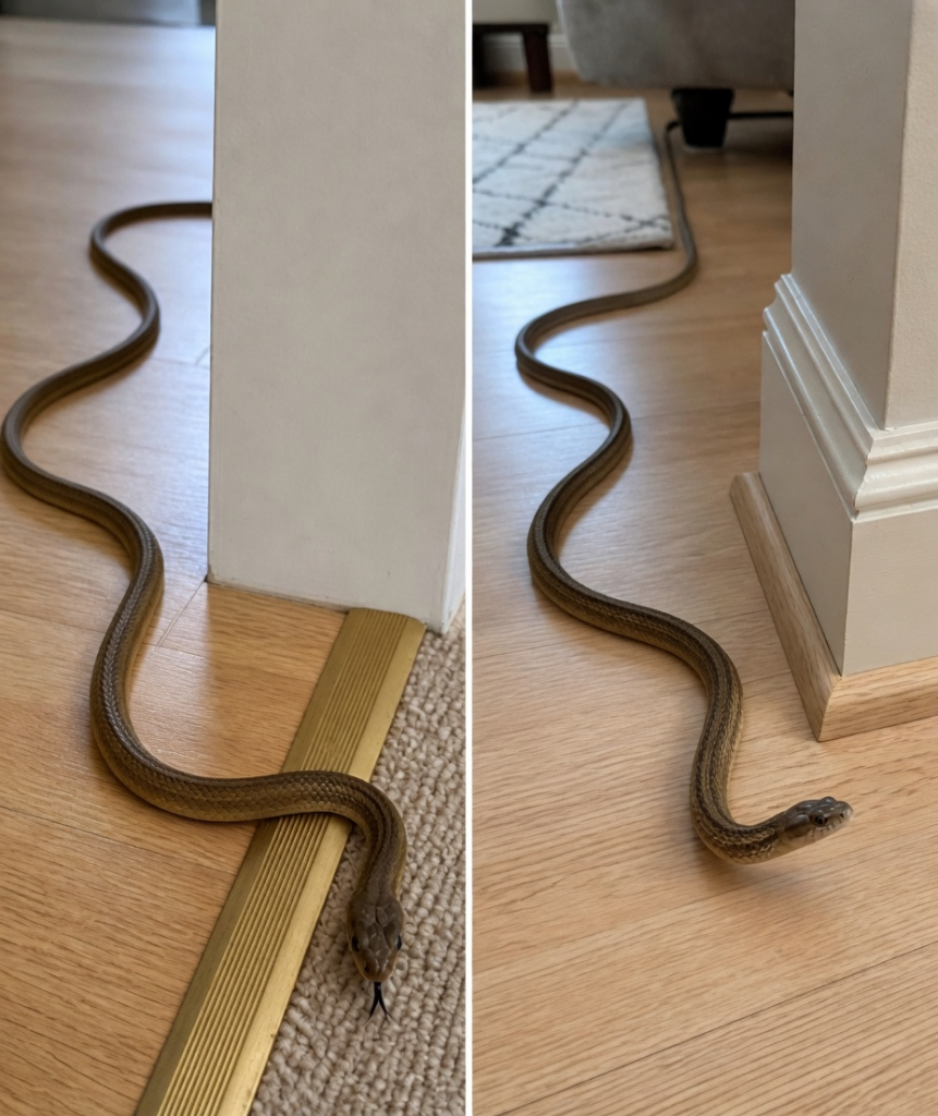 The Terrifying Secret About Snakes in Your House
