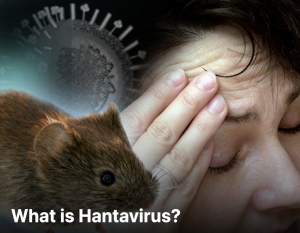 Hantavirus Outbreak on a Luxury Cruise Ship: What Travelers Need to Know About This Rare but Deadly Threat