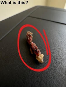 Terrifying Midnight Panic Ends in Hilarity After Family Investigates Mysterious Spiky Object in Bed Sheets