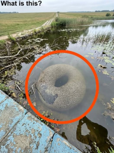 A Strange Discovery by an Artificial Lake That Turned Out to Be Something Surprisingly Ordinary