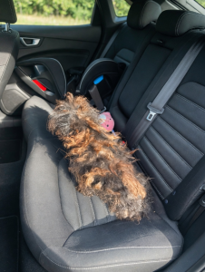 The Miraculous Rescue of a Forgotten Dog Who Was Literally Fading Away Before Our Eyes