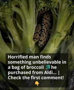 Man Opens Bag of Aldi Broccoli and Discovers a Slithering Nightmare Inside – What He Found Will Shock You