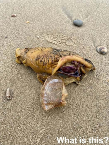 I Was Walking Along the Beach With My Dog When We Suddenly Noticed Something Near the Shore – What I First Thought It Was Haunted Me for Minutes Before I Understood the Truth