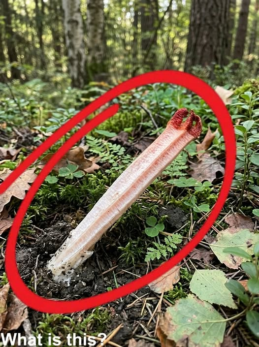 We Found Something Terrifying in the Forest — Until We Realized What It Actually Was