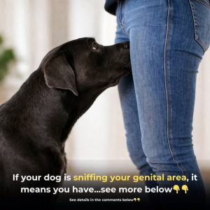 That Awkward Moment When Your Dog Won’t Stop Sniffing Your Private Areas—Here’s the Real Reason