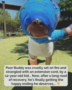 The Miraculous Recovery of Buddy: How a Brutally Burned Dog Defied the Odds and Found a Life Full of Love