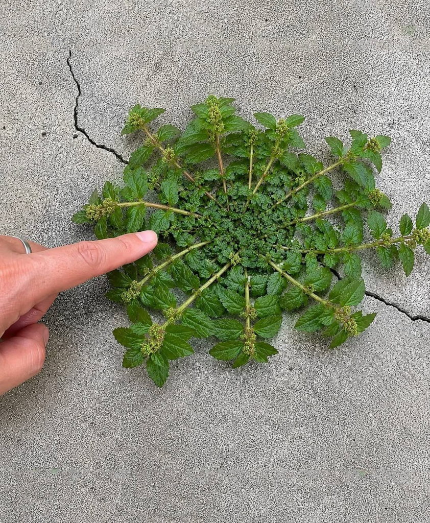 The Miracle Weed: Why This Common Backyard Menace Is Worth Its Weight in Gold