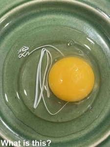 The Breakfast Nightmare: Why That Terrifying Red Spot in Your Egg Is Actually Good News