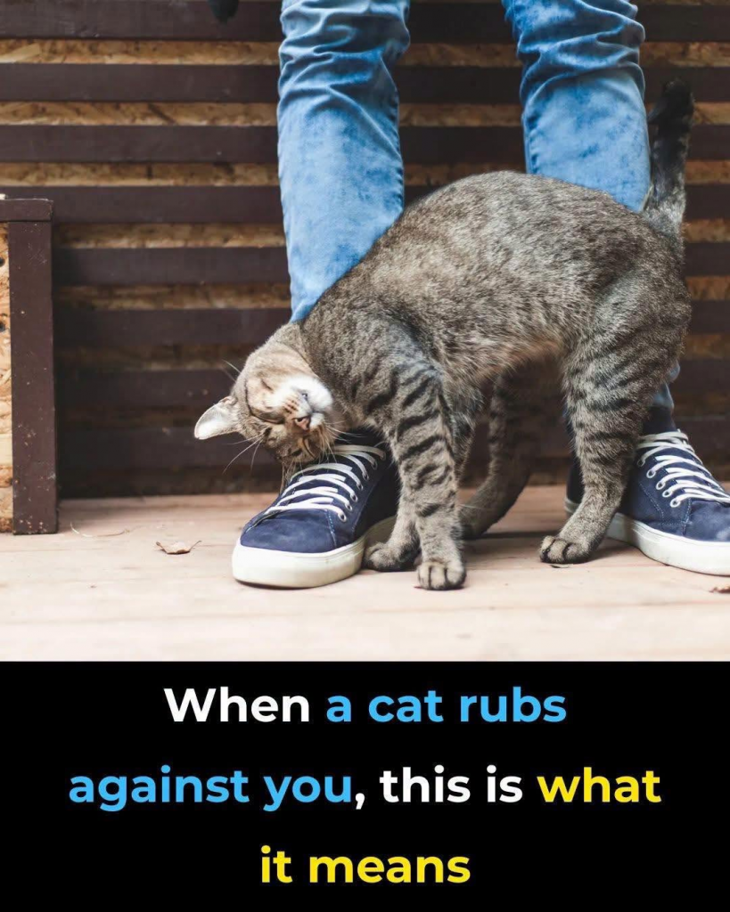 The Secret Language of Your Cat: Why That Persistent Head Butt Might Actually Be a Life-Altering Declaration