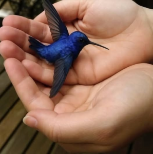A HUMMINGBIRD APPEARED AT MY WINDOW EVERY MORNING AFTER MY HUSBAND DIED—WHAT I LEARNED CHANGED THE WAY I SEE LIFE FOREVER