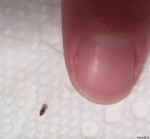 THE PARASITE NIGHTMARE: WHY YOU MUST ACT NOW BEFORE THIS INFESTATION TAKES OVER YOUR ENTIRE HOME