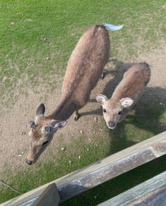 I THOUGHT THEY WERE JUST CURIOUS DEER—UNTIL I SAW WHAT THE LITTLE ONE WAS CARRYING